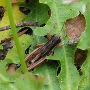 Kosciuscola cognatus at Cotter River, ACT - 23 Dec 2020