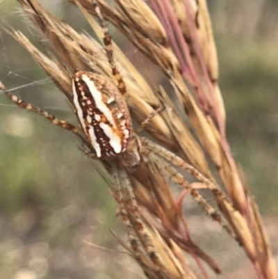 Plebs bradleyi (Enamelled spider) at O'Connor, ACT - 17 Dec 2020 by MattFox