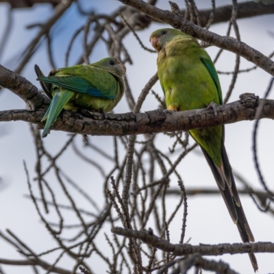 Polytelis swainsonii (Superb Parrot) at Ainslie, ACT - 23 Dec 2020 by trevsci