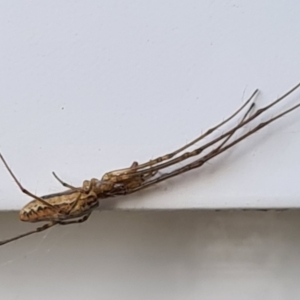 Tetragnatha sp. (genus) at Molonglo Valley, ACT - 23 Dec 2020