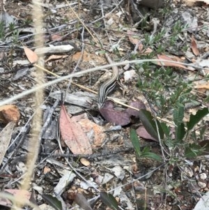 Ctenotus taeniolatus at Holt, ACT - 17 Dec 2020