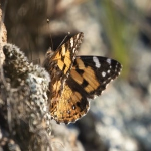 Vanessa kershawi at Michelago, NSW - 2 Nov 2020