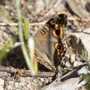 Junonia villida at Michelago, NSW - 8 Dec 2020