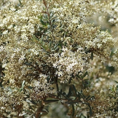 Bursaria spinosa subsp. lasiophylla (Australian Blackthorn) at Toothdale, NSW - 22 Dec 2020 by Kyliegw