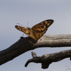 Heteronympha merope (Common Brown Butterfly) at Michelago, NSW - 8 Dec 2020 by Illilanga