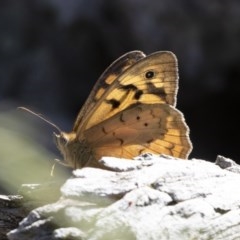 Heteronympha merope at Michelago, NSW - 8 Dec 2020 04:02 PM