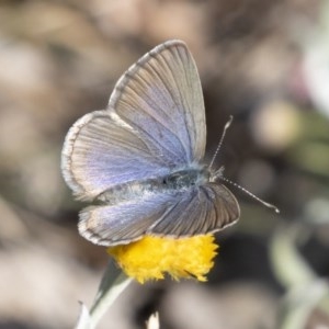 Zizina otis at Michelago, NSW - 24 Apr 2020