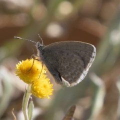 Zizina otis at Michelago, NSW - 24 Apr 2020