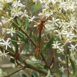 Nymphes myrmeleonoides at Theodore, ACT - 23 Dec 2020 12:19 PM