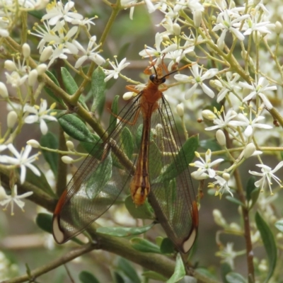 Nymphes myrmeleonoides (Blue eyes lacewing) at Theodore, ACT - 23 Dec 2020 by Owen