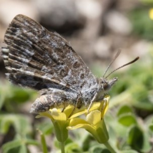 Lucia limbaria at Michelago, NSW - 3 Nov 2018