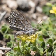 Lucia limbaria at Michelago, NSW - 3 Nov 2018