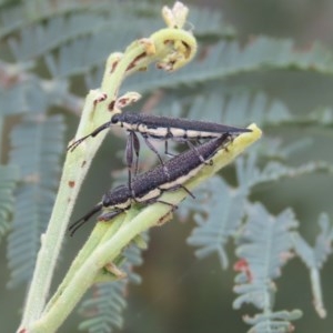 Rhinotia phoenicoptera at Theodore, ACT - 23 Dec 2020