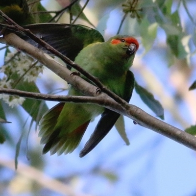 Glossopsitta concinna (Musk Lorikeet) at Bournda, NSW - 21 Dec 2020 by Kyliegw