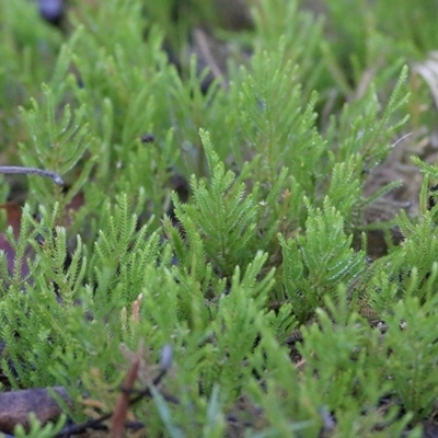 Selaginella uliginosa (Swamp Selaginella) at Bournda, NSW - 22 Dec 2020 by KylieWaldon