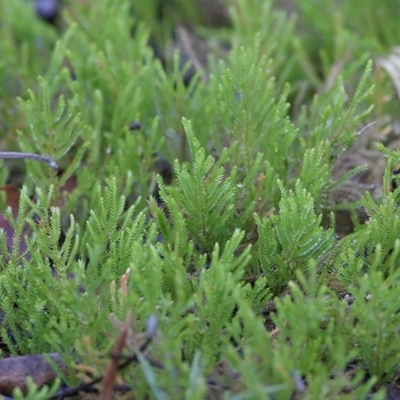 Selaginella uliginosa (Swamp Selaginella) at Bournda, NSW - 21 Dec 2020 by Kyliegw