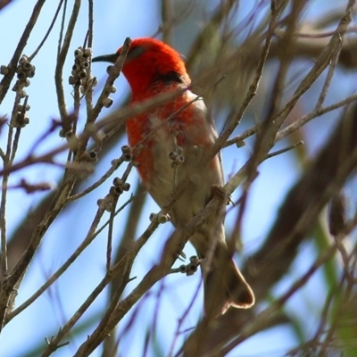 Myzomela sanguinolenta (Scarlet Honeyeater) at Bournda, NSW - 21 Dec 2020 by KylieWaldon