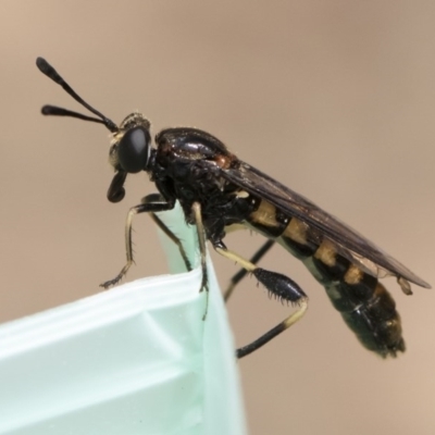 Miltinus sp. (genus) (Miltinus mydas fly) at Michelago, NSW - 22 Nov 2019 by Illilanga