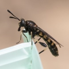 Miltinus sp. (genus) at Michelago, NSW - 22 Nov 2019