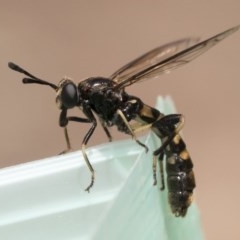 Miltinus sp. (genus) at Michelago, NSW - 22 Nov 2019 10:00 AM