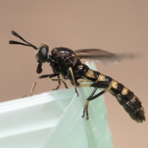 Miltinus sp. (genus) at Michelago, NSW - 22 Nov 2019