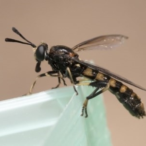 Miltinus sp. (genus) at Michelago, NSW - 22 Nov 2019