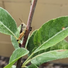 Phaulacridium vittatum (Wingless Grasshopper) at Pearce, ACT - 23 Dec 2020 by Shell