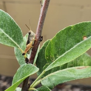 Phaulacridium vittatum at Pearce, ACT - 23 Dec 2020