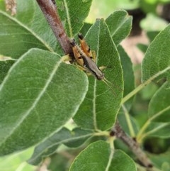 Phaulacridium vittatum at Pearce, ACT - 23 Dec 2020