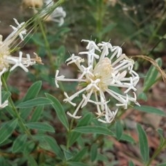 Pimelea treyvaudii (Grey Riceflower) at Cotter River, ACT - 22 Dec 2020 by tpreston