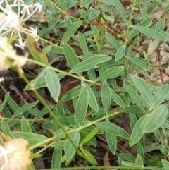 Pimelea treyvaudii at Cotter River, ACT - 23 Dec 2020