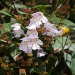 Prostanthera lasianthos (Victorian Christmas Bush) at Cotter River, ACT - 23 Dec 2020 by trevorpreston