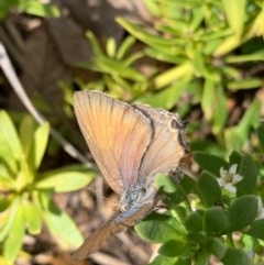 Jalmenus icilius (Amethyst Hairstreak) at Murrumbateman, NSW - 22 Dec 2020 by SimoneC