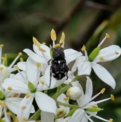 Microvalgus sp. (genus) (Flower scarab) at Theodore, ACT - 23 Dec 2020 by Owen