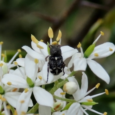 Microvalgus sp. (genus) (Flower scarab) at Tuggeranong Hill - 23 Dec 2020 by owenh