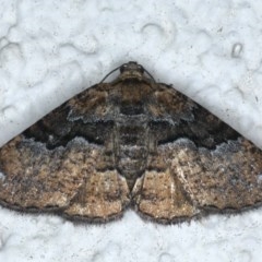 Aporoctena undescribed species (A Geometrid moth (Ennominae)) at Ainslie, ACT - 15 Dec 2020 by jb2602
