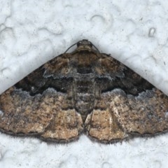 Aporoctena undescribed species (A Geometrid moth) at Ainslie, ACT - 15 Dec 2020 by jbromilow50