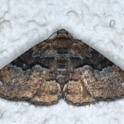 Aporoctena undescribed species (A Geometrid moth (Ennominae)) at Ainslie, ACT - 15 Dec 2020 by jb2602