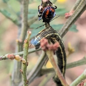 Pentatomidae (family) at Garran, ACT - 23 Dec 2020