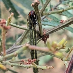 Pentatomidae (family) at Garran, ACT - 23 Dec 2020