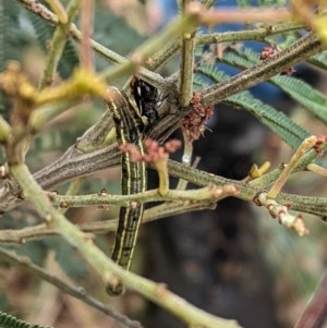 Pentatomidae (family) at Garran, ACT - 23 Dec 2020