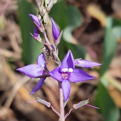 Veronica perfoliata (Digger's Speedwell) at Cotter River, ACT - 23 Dec 2020 by trevorpreston