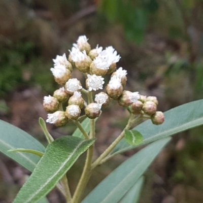 Ozothamnus stirlingii (Ovens Everlasting) at Cotter River, ACT - 22 Dec 2020 by tpreston