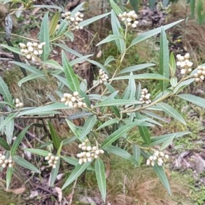 Ozothamnus stirlingii at Cotter River, ACT - 23 Dec 2020