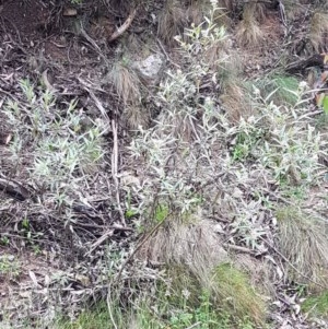 Ozothamnus stirlingii at Cotter River, ACT - 23 Dec 2020