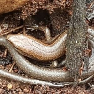 Lampropholis delicata at Cotter River, ACT - 23 Dec 2020