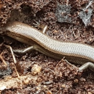 Lampropholis delicata at Cotter River, ACT - 23 Dec 2020