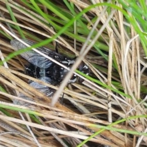 Amphibolia (Amphibolia) sp. (genus & subgenus) at Cotter River, ACT - 23 Dec 2020