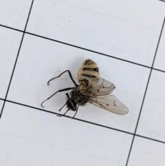 Muscidae (family) (Unidentified muscid fly) at Garran, ACT - 22 Dec 2020 by JackyF