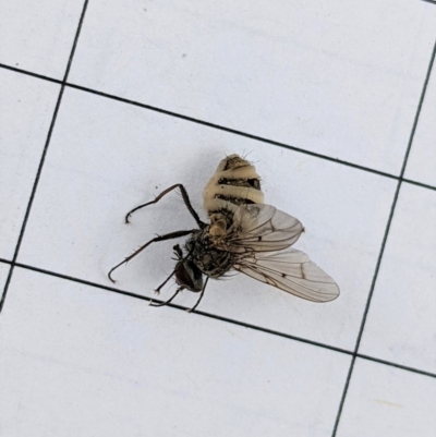 Muscidae (family) (Unidentified muscid fly) at Garran, ACT - 22 Dec 2020 by JackyF